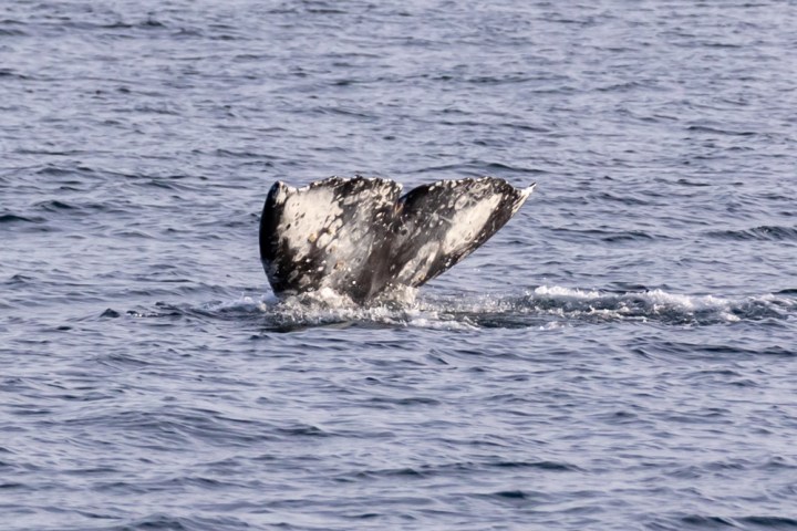 a dog swimming in a body of water