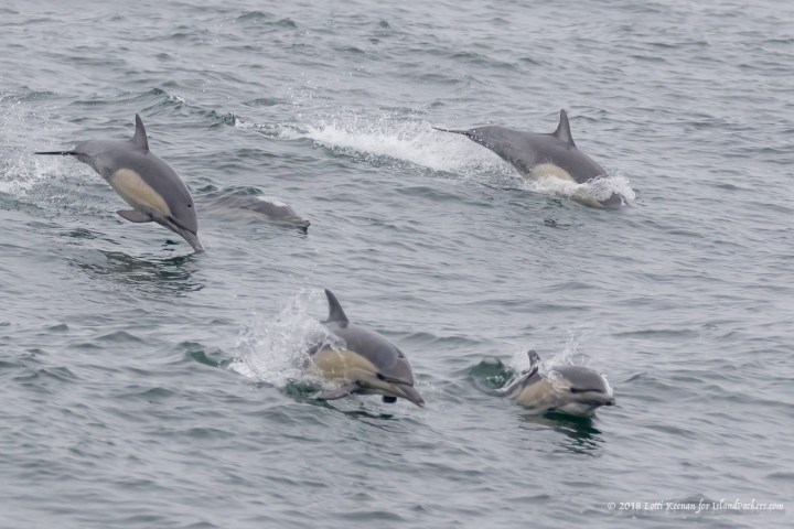 a flock of seagulls are swimming in a body of water