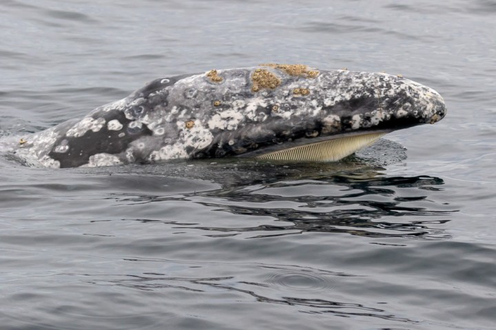 a bird swimming in water next to the ocean