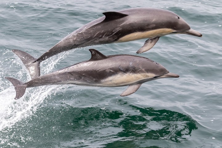 a dolphin jumping out of the water