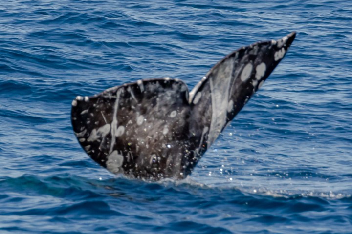 a bird swimming in water
