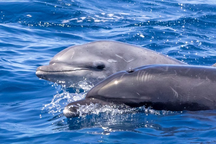 a dolphin swimming in a body of water