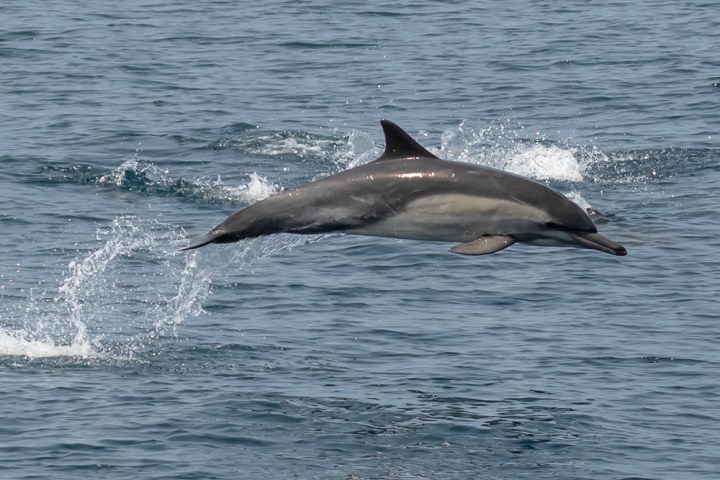 a whale swimming in a body of water