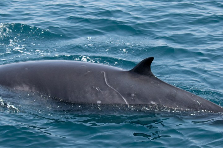 a whale jumping out of the water