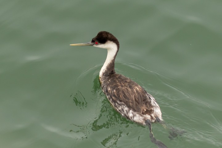 a bird swimming in water