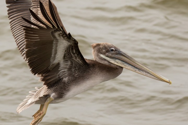 a bird flying over a body of water