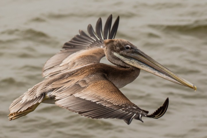 a bird flying over a body of water