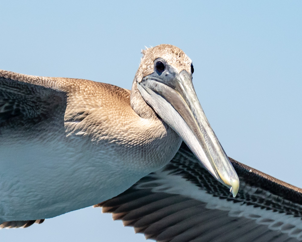 a close up of a bird