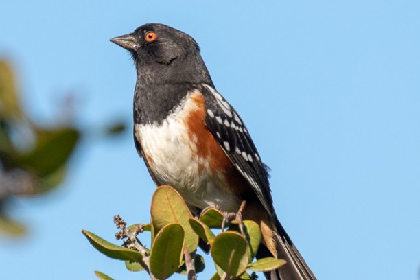 a small bird perched on a tree branch