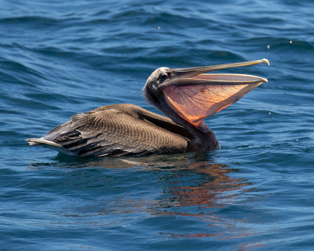 a bird swimming in water