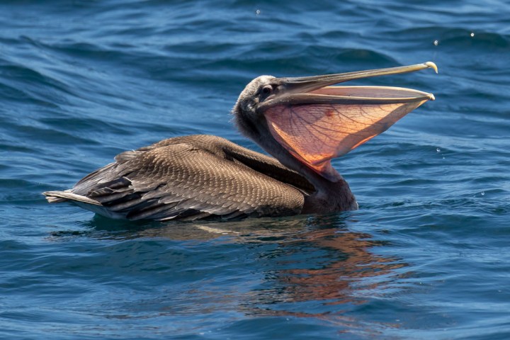 a bird swimming in water