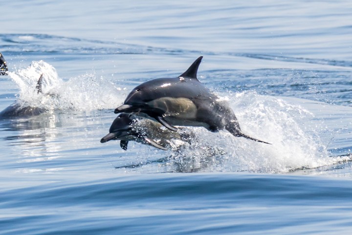 a dolphin jumping out of the water