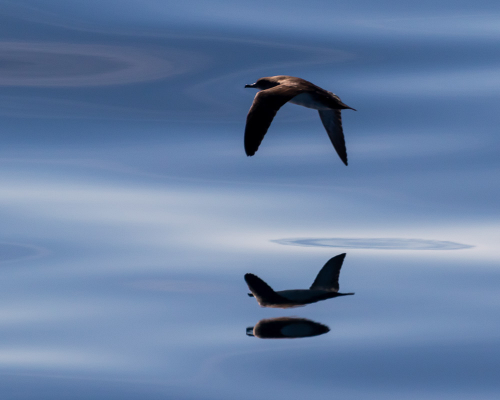 a bird flying in the sky