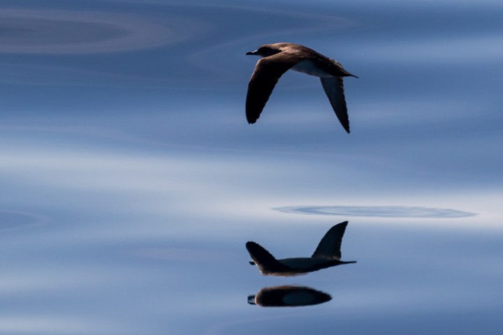 a bird flying in the sky