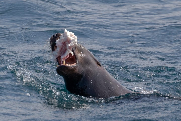 a dog swimming in a body of water