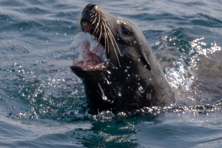 a bear swimming in a body of water