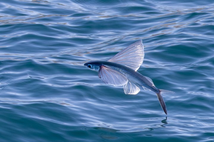 a bird swimming in water next to the ocean