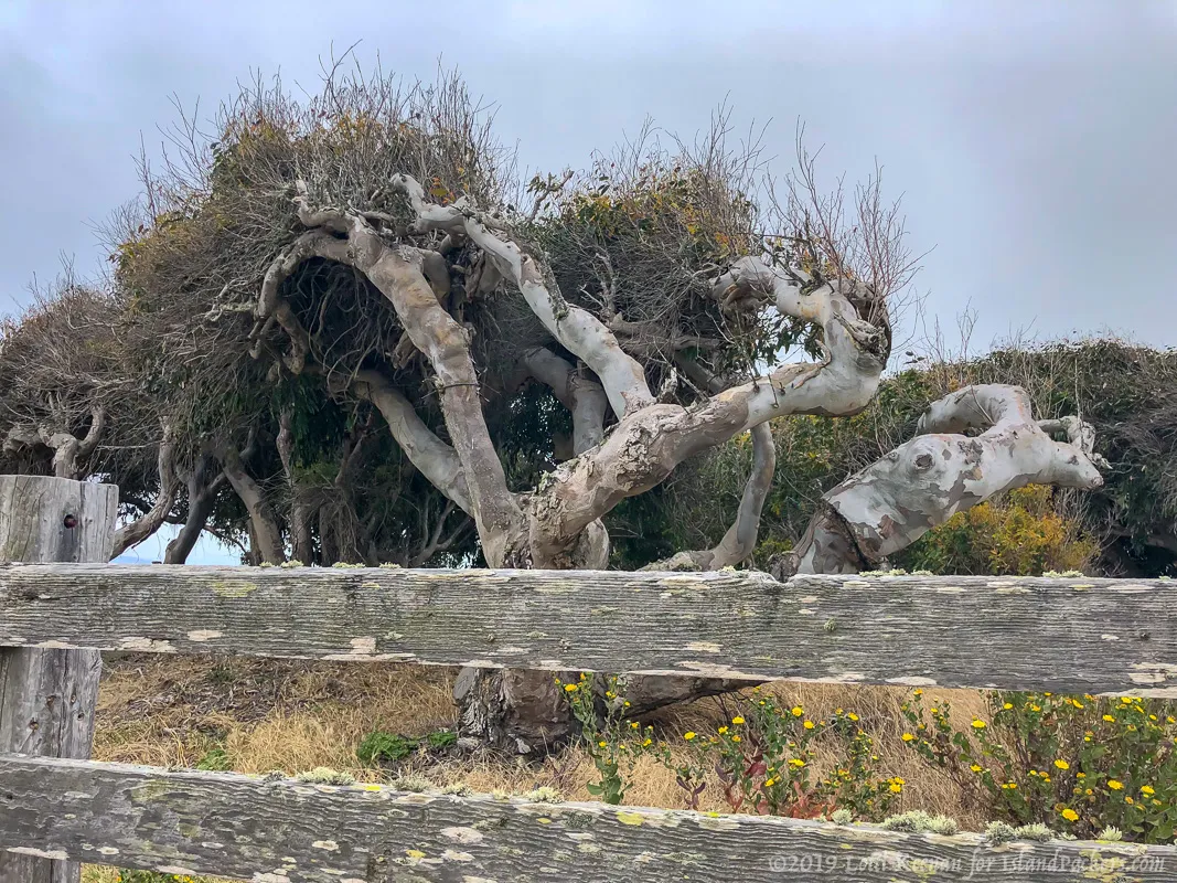 a close up of a tree