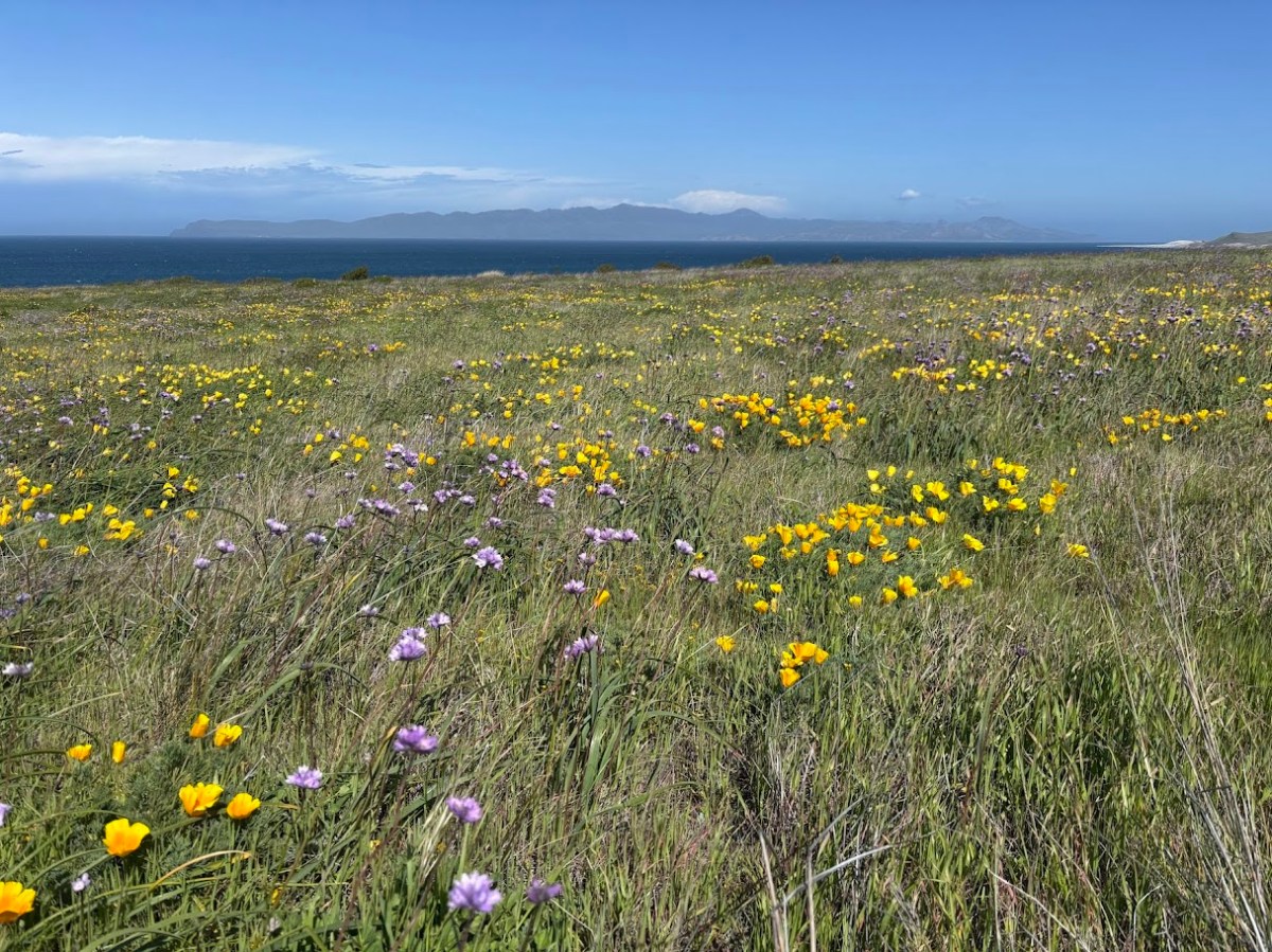 SRI April Poppies a flower in a field