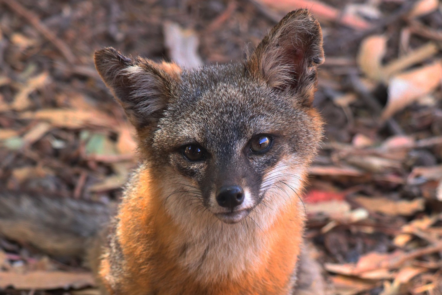 a close up of a fox