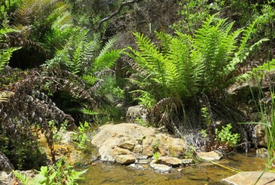 a plant in a forest