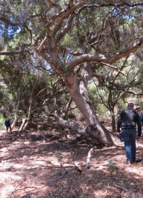 a person standing next to a tree