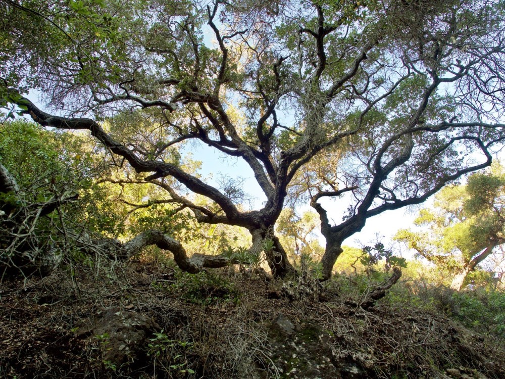 Large tree with twisted branches on a rocky hillside, surrounded by greenery and blue sky.