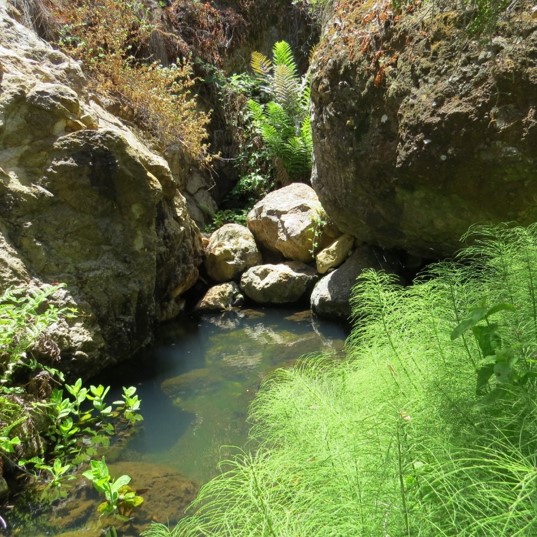 Small pond surrounded by rocks and green ferns in a natural setting.