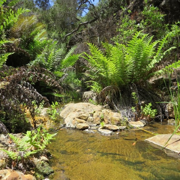 Stream with rocks and lush green ferns in a sunlit forest setting.