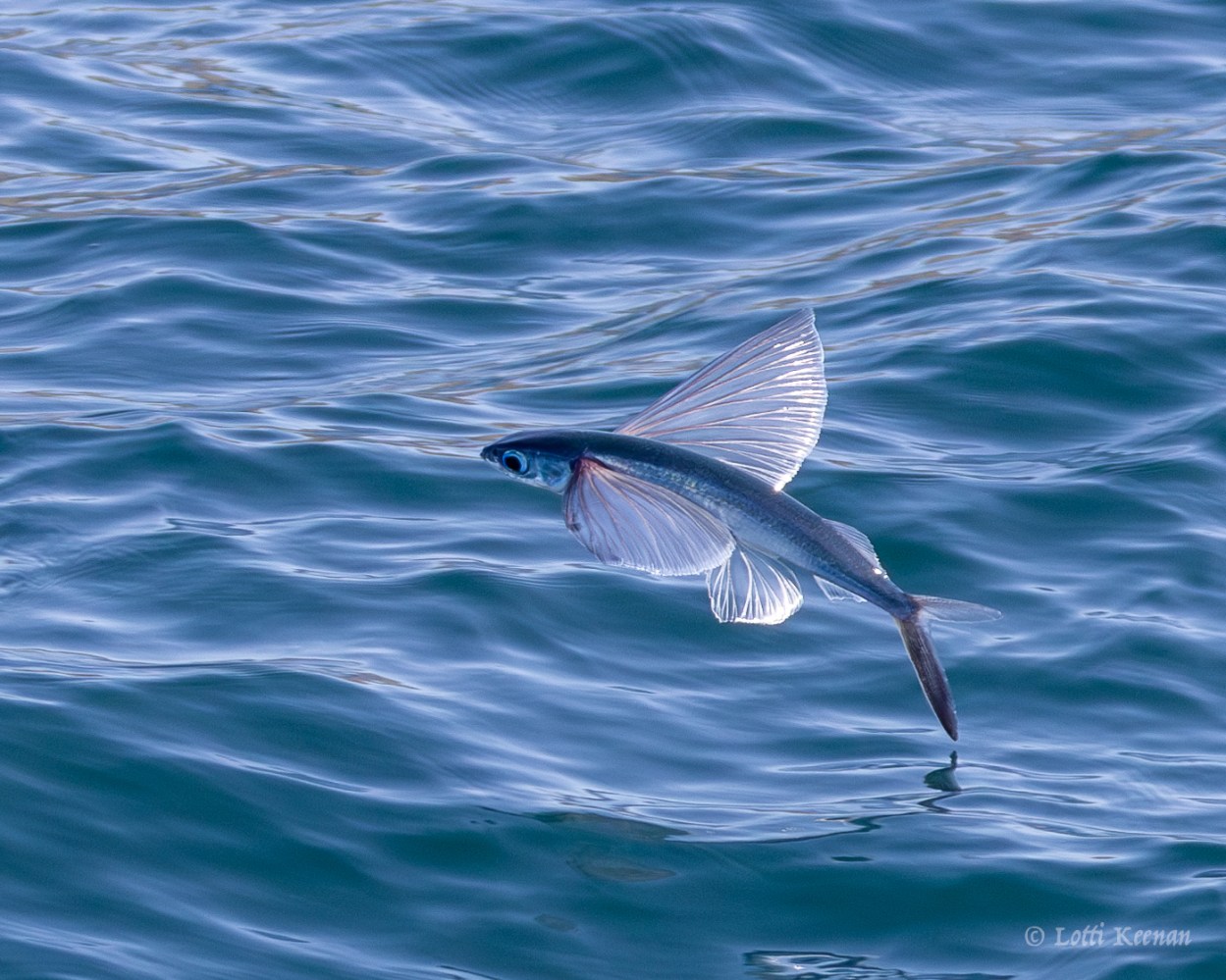 a bird swimming in water next to the ocean