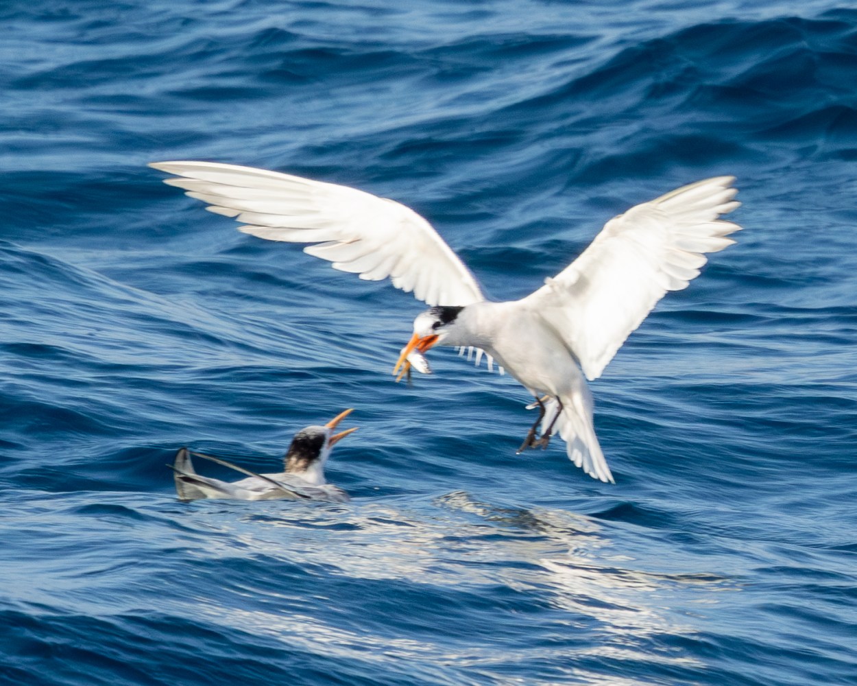 Two birds over ocean; one flying, holding fish, another on water looking up.