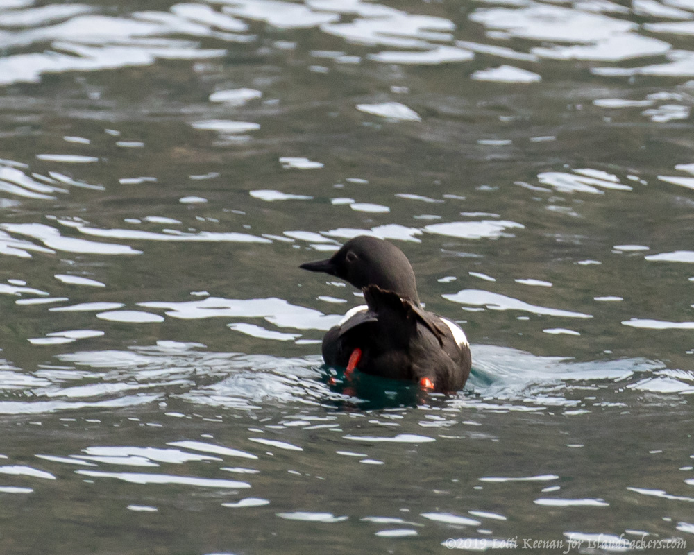 A black and white bird floats on rippling water, displaying a partially raised wing.