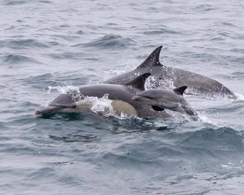 Three dolphins swimming together in the ocean, with water splashes.